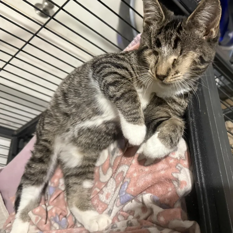 A baby medium-sized male Tabby (Brown / Chocolate) Domestic Short Hair cat named Stevie for adoption in Jacksonville, FL