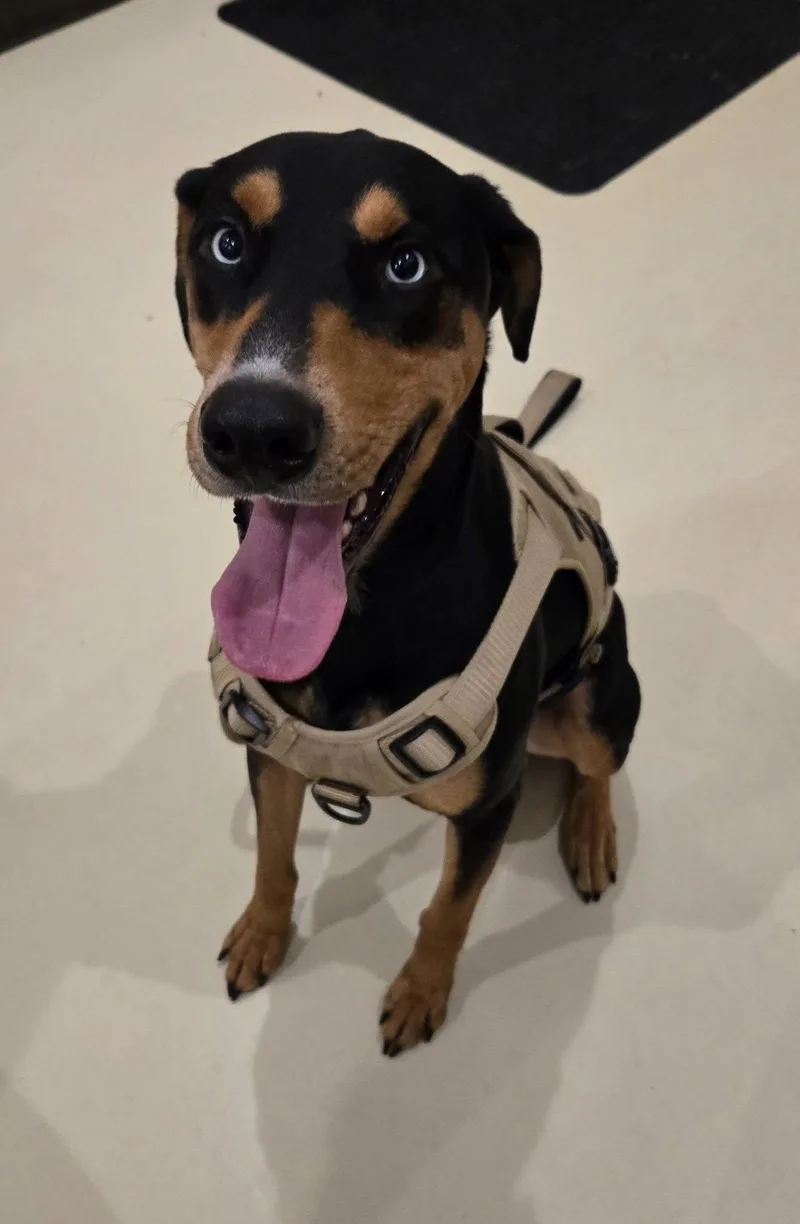 An adult large-sized male Black Doberman Pinscher dog named Apollo for adoption in Black River Falls, WI