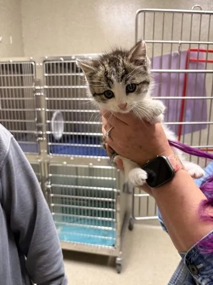 A baby small-sized male Domestic Short Hair cat named Milo for adoption in Memphis, TN