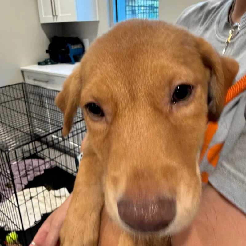 A baby medium-sized male Hound dog named Jennings for adoption in Cumming, GA