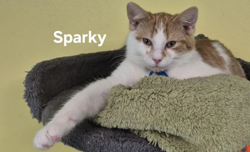 A young medium-sized male Domestic Short Hair cat named Sparky for adoption in Kendallville, IN