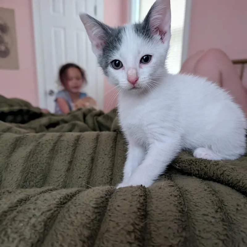 Princess Bride Litter Miracle thumbnail 2