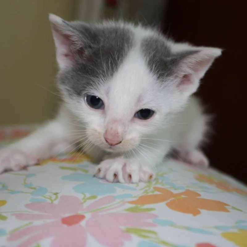 Princess Bride Litter Miracle thumbnail 4