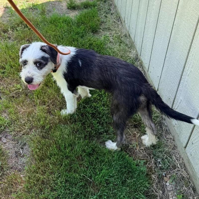 A young medium-sized female White / Cream Terrier dog named CT Dolly for adoption in Eastford, CT