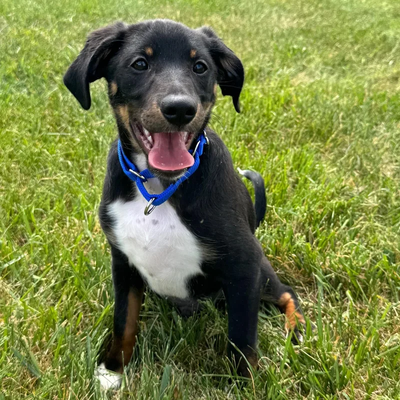 A baby medium-sized male Tricolor (Brown, Black, & White) Beagle dog named Maxie for adoption in Midlothian, VA