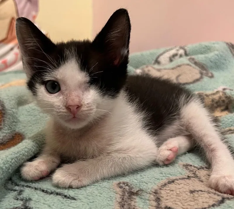 A baby small-sized male Domestic Short Hair cat named Zizou for adoption in New Orleans, LA