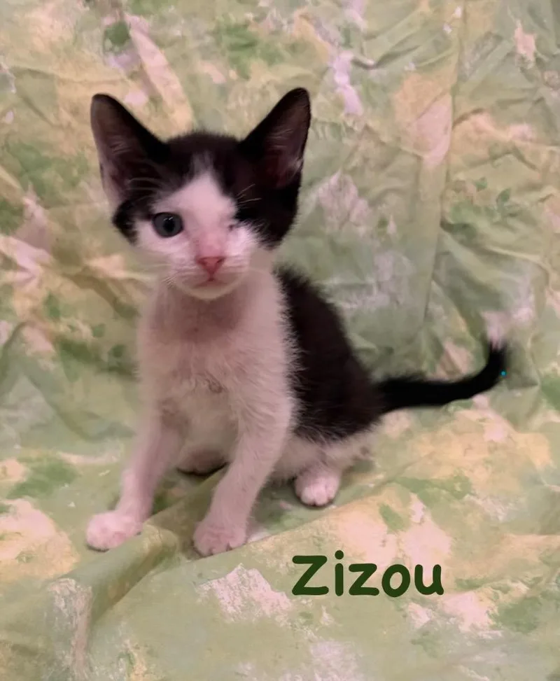 Zizou thumbnail 2