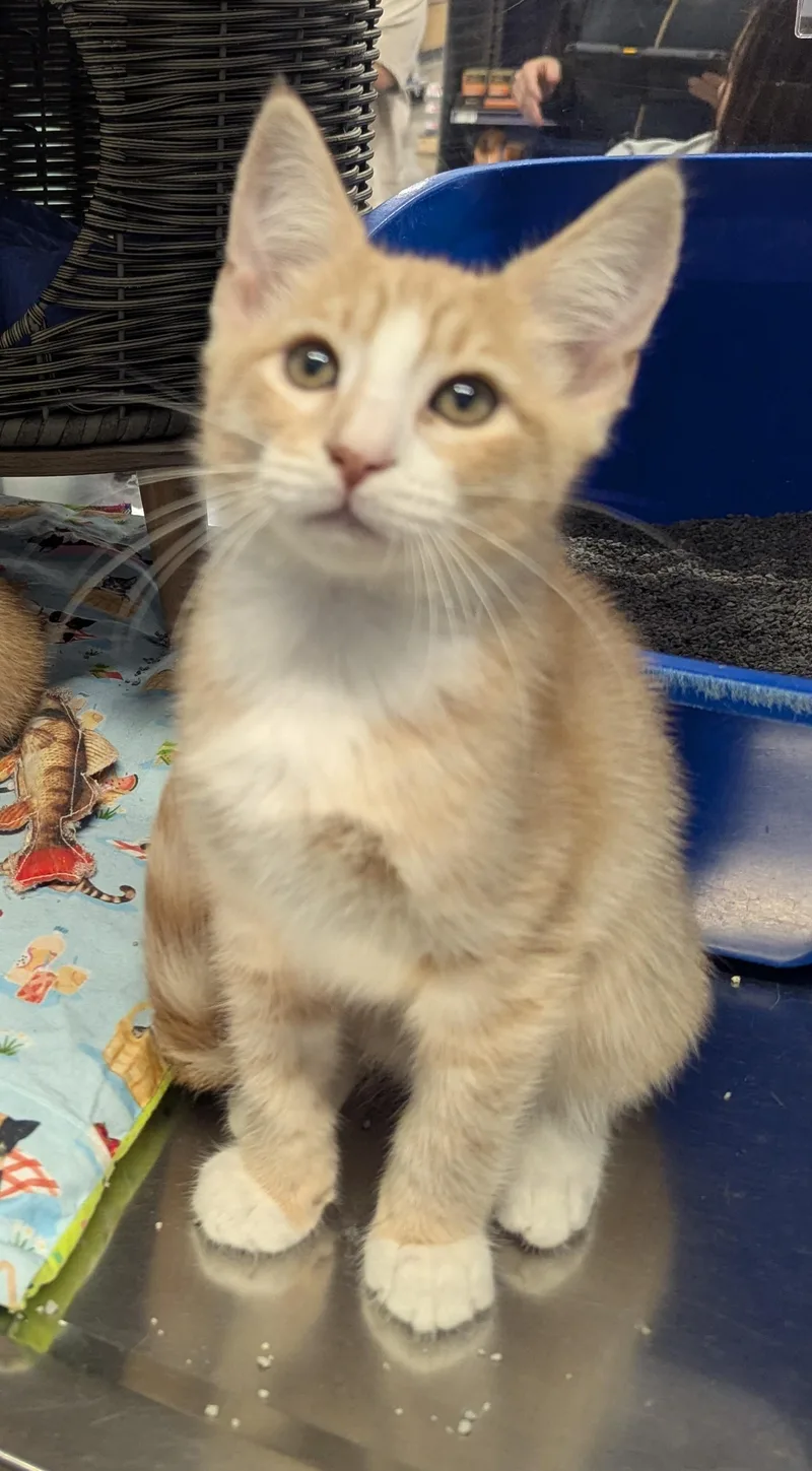 A young small-sized male Domestic Short Hair cat named Creamsicle for adoption in Fullerton, CA