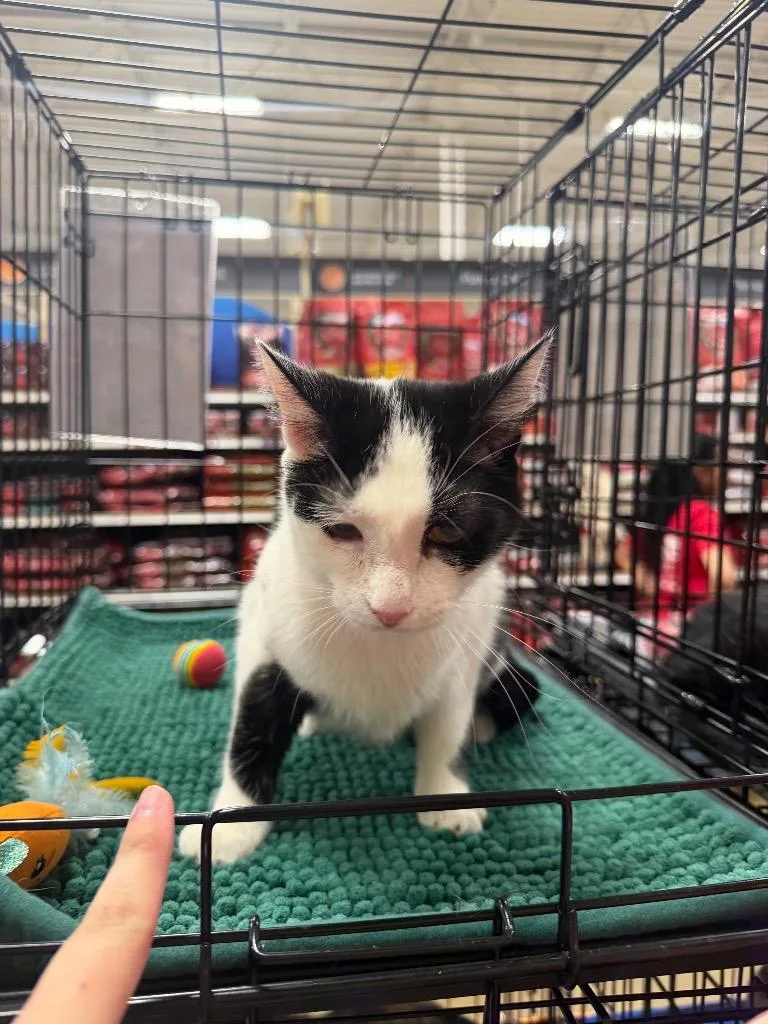 A young large-sized female Domestic Short Hair cat named Ophelia for adoption in warrenville, SC