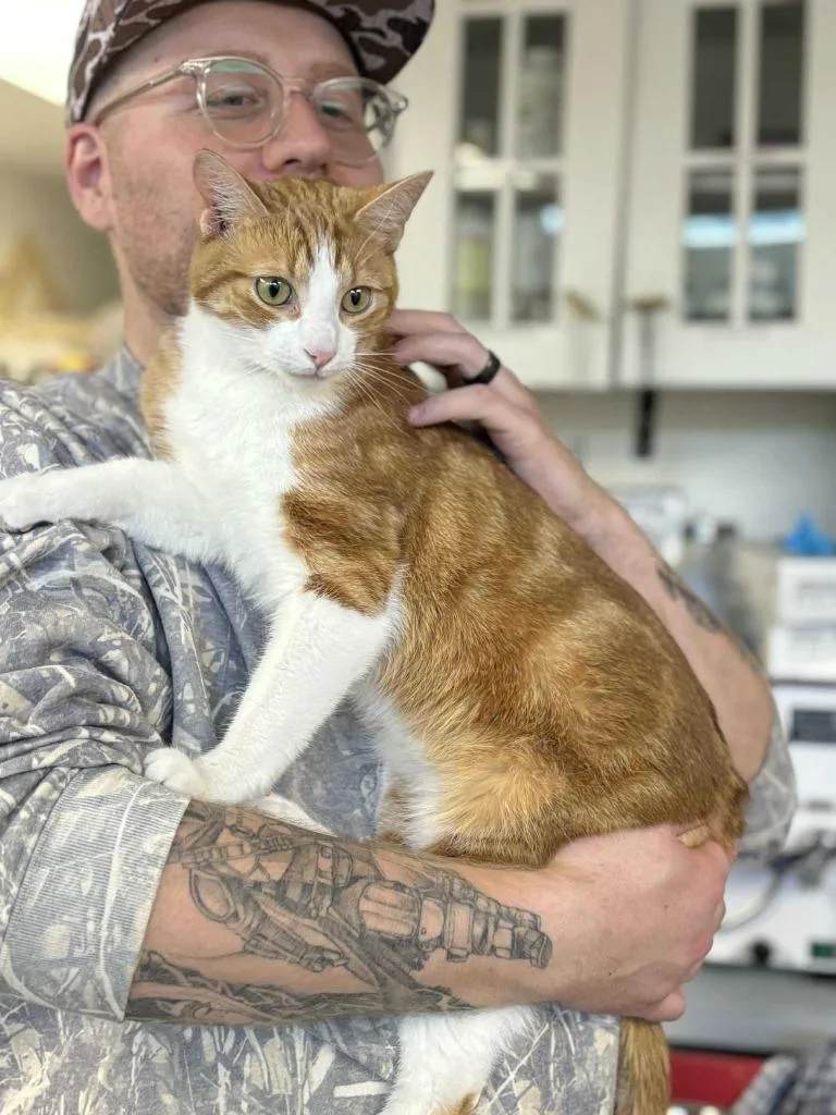 A young medium-sized male Domestic Short Hair cat named Julius for adoption in New Kensington, PA