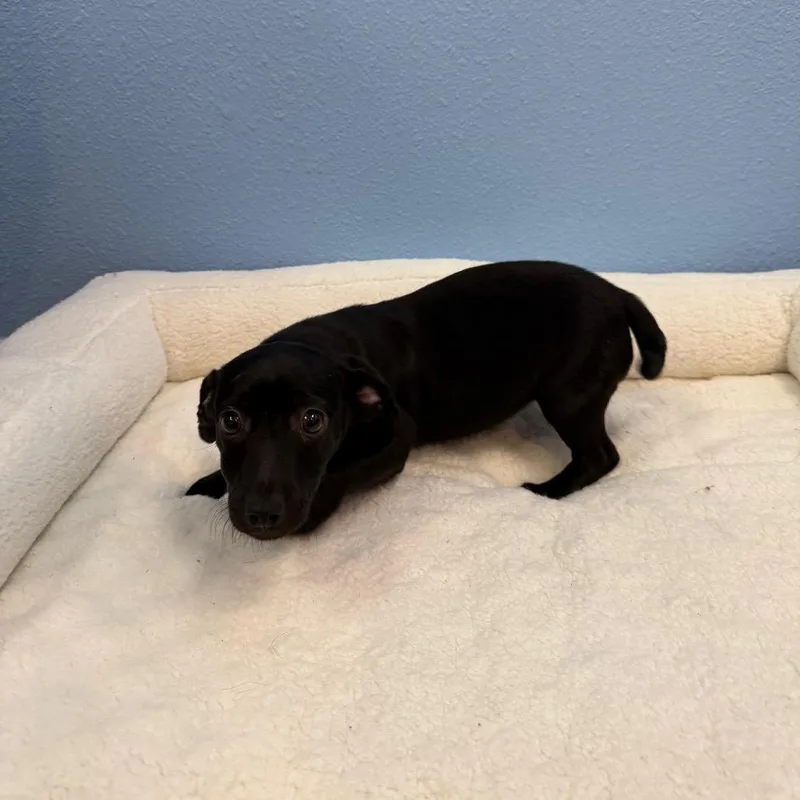 A baby small-sized female Black Terrier dog named Stacie for adoption in Fresno, CA
