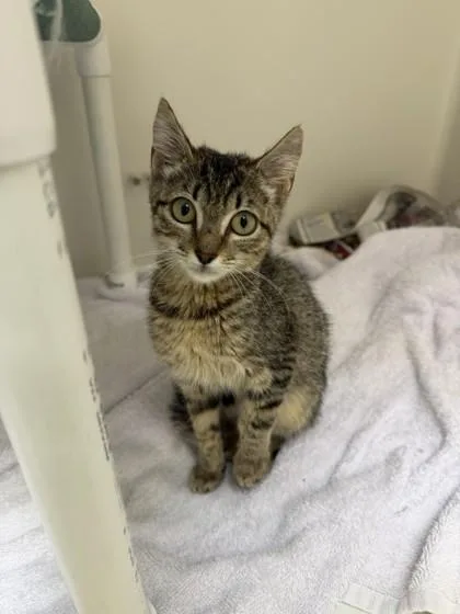 A baby small-sized female Domestic Short Hair cat named Mia Thermopolis for adoption in Honolulu, HI