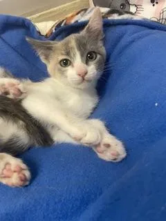 A baby small-sized female Dilute Calico cat named Mochi for adoption in Parlier, CA