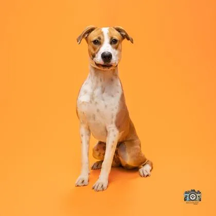 Strawberry Shortcake thumbnail 2