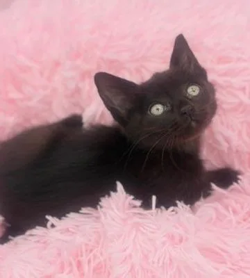 A baby medium-sized male Black Domestic Short Hair cat named Poliwag for adoption in Covington, LA