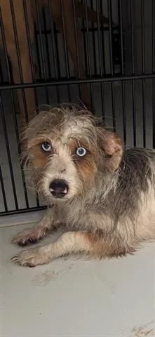 An adult small-sized female Norwich Terrier dog named A for adoption in Houston, TX
