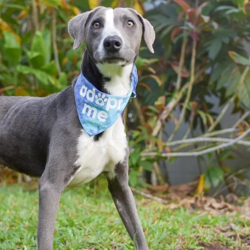 An adult medium-sized male Gray / Blue / Silver Mixed Breed dog named Mackerel for adoption in Kailua Kona, HI