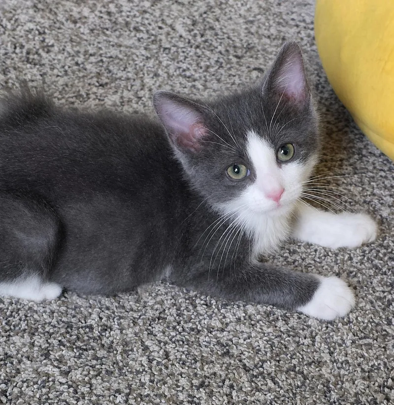 A baby medium-sized male Gray & White Domestic Short Hair cat named Tucker for adoption in Battle Creek, MI