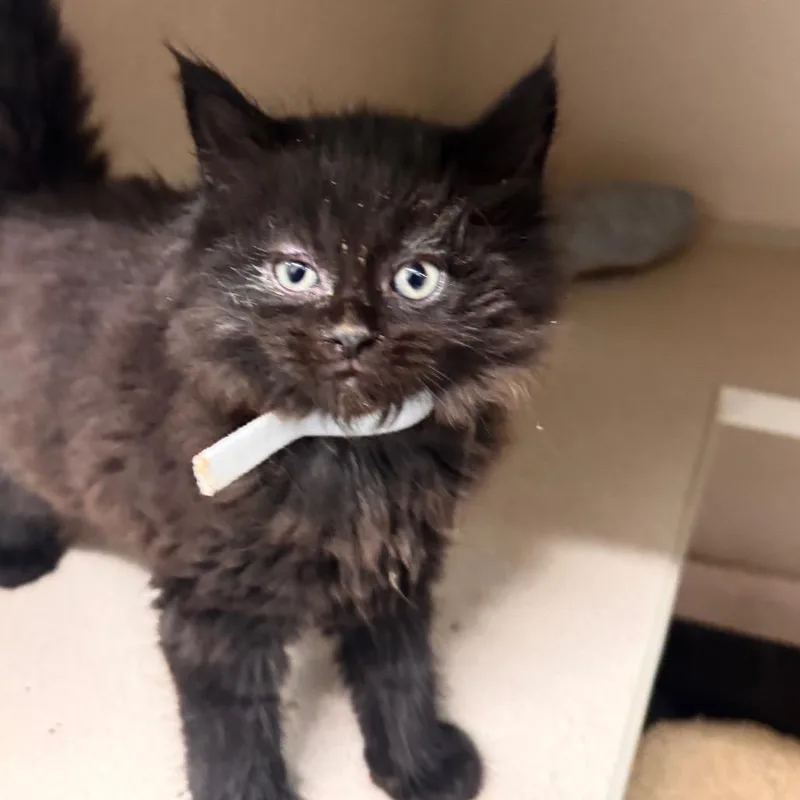 A baby small-sized female Black Domestic Long Hair cat named Rainbow Tornado for adoption in Wheeling, IL