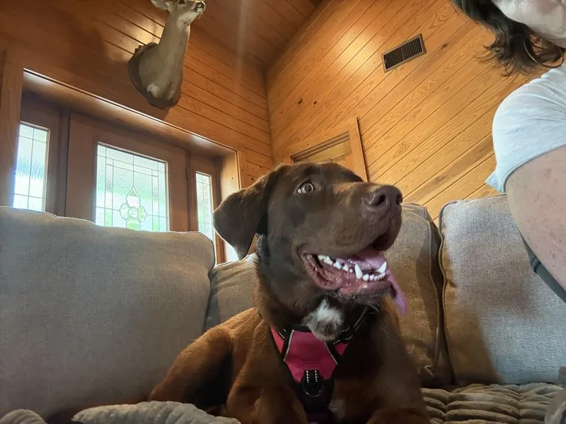 A young medium-sized female Brown / Chocolate Labrador Retriever dog named Considine  Lexie for adoption in Broomfield, CO