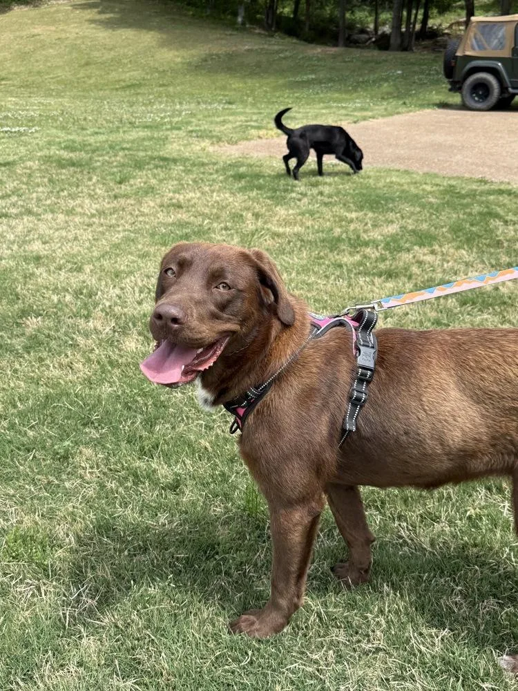 Considine  Lexie thumbnail 4