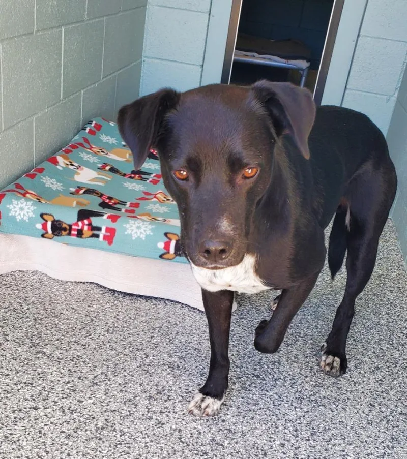 An adult large-sized male Labrador Retriever dog named Patches for adoption in Grants Pass, OR
