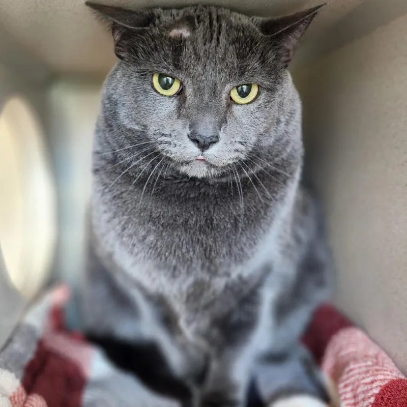 A senior large-sized female Domestic Short Hair cat named Alice for adoption in Reno, NV
