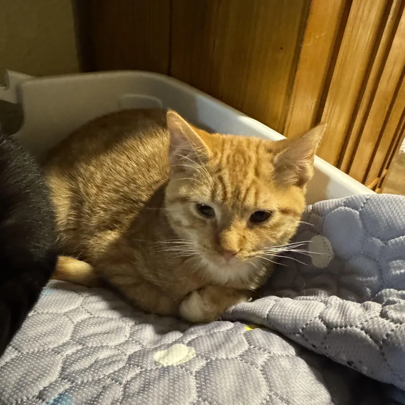 A baby small-sized female Orange / Red Domestic Short Hair cat named Juniper & Junie B for adoption in Morgantown, WV
