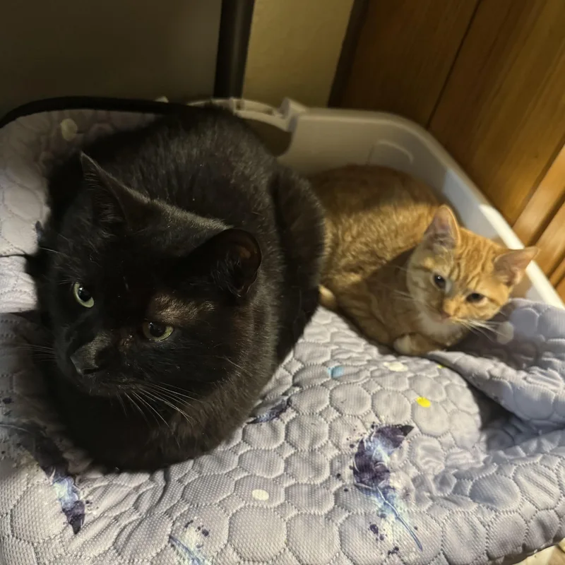 Juniper & Junie B thumbnail 3