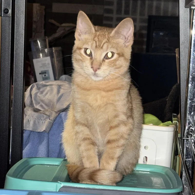 Juniper & Junie B thumbnail 4