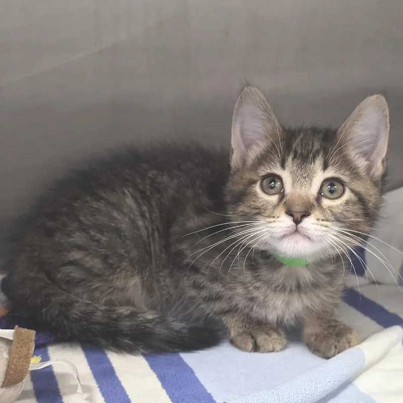 A baby small-sized male Black Domestic Short Hair cat named Thor for adoption in Fort Wayne, IN