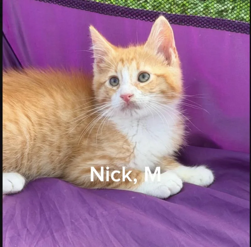 A baby small-sized male Domestic Medium Hair cat named Nick for adoption in Shrewsbury, MA