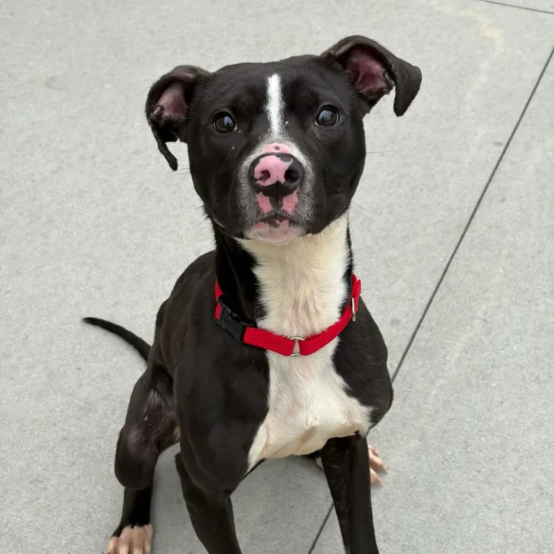A young medium-sized male Black Pit Bull Terrier dog named Piglet for adoption in Matteson, IL