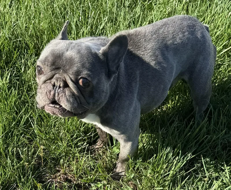 An adult small-sized male French Bulldog dog named Pablo for adoption in Cloverdale, IN