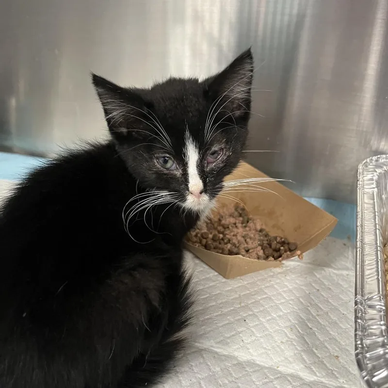 A baby small-sized female Black Domestic Short Hair cat named Joe for adoption in Greensboro, NC