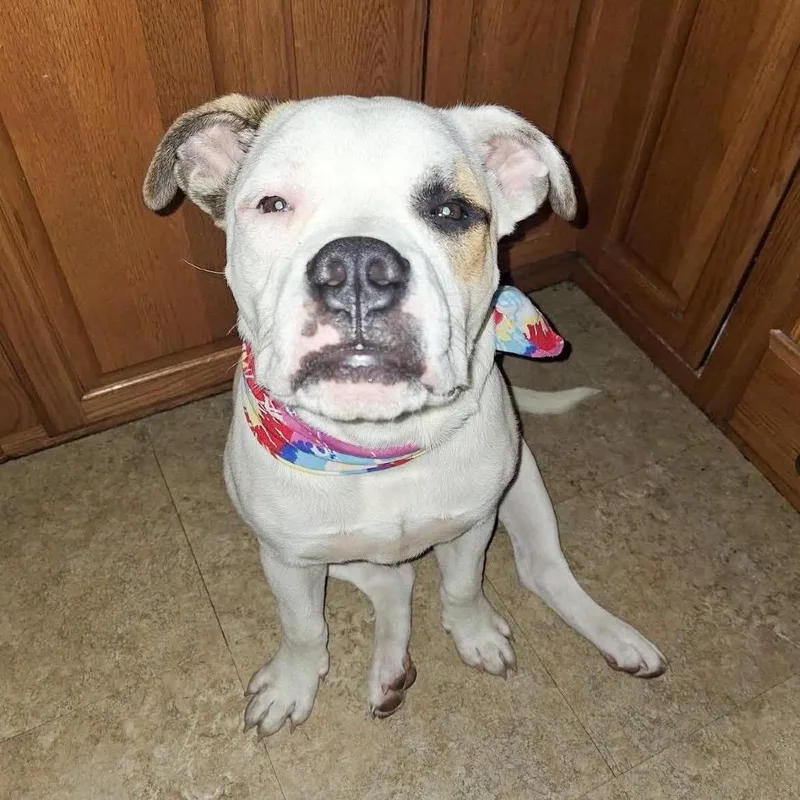 A young large-sized male White / Cream American Bulldog dog named EllingtonDuke for adoption in Valparaiso, IN