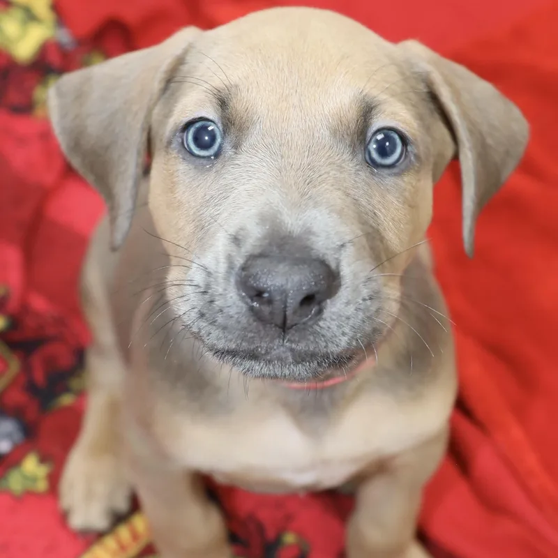 Leo
