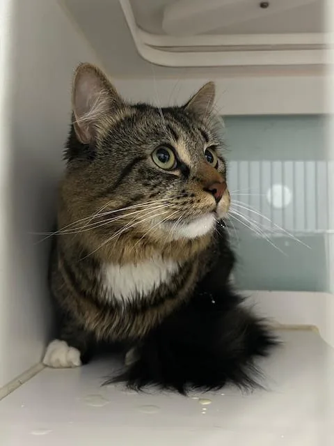 An adult medium-sized male Domestic Long Hair cat named Augusta for adoption in Muskegon, MI
