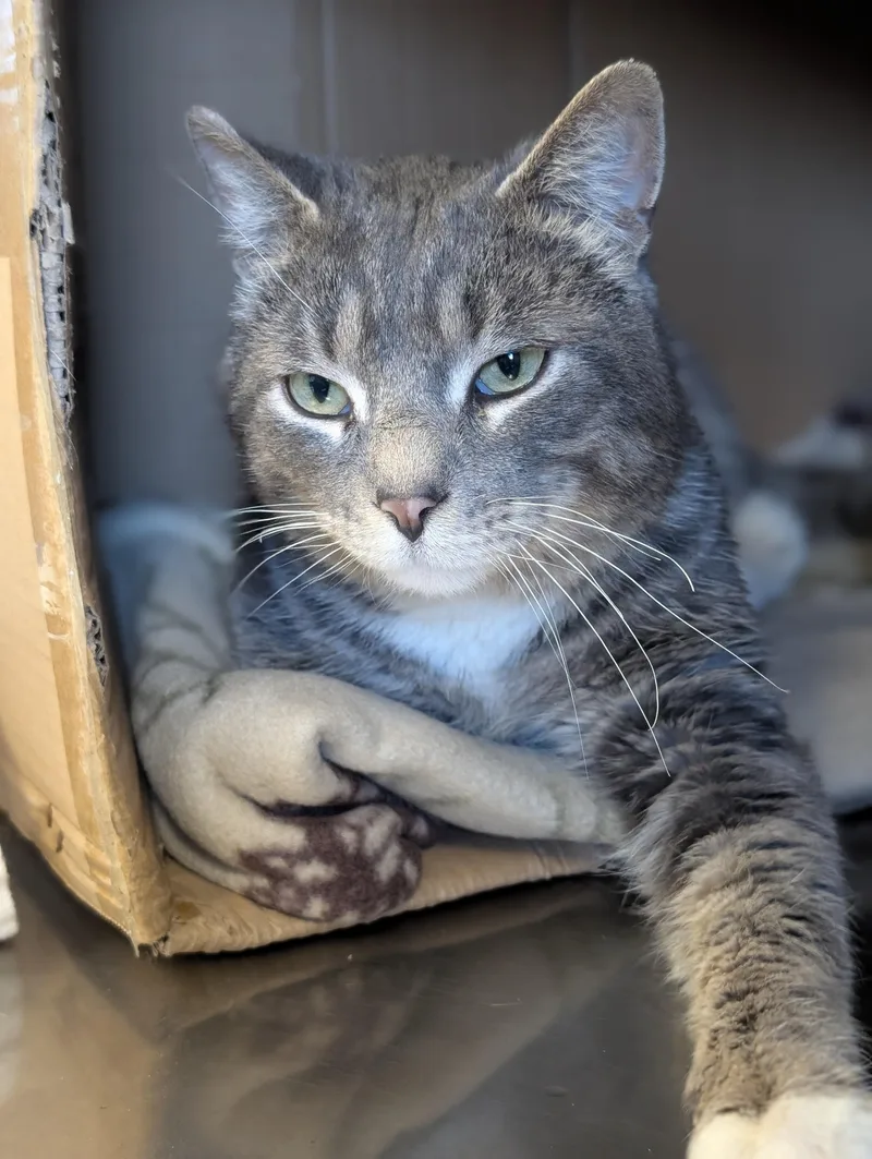 Sir Isaac Mewton thumbnail 2