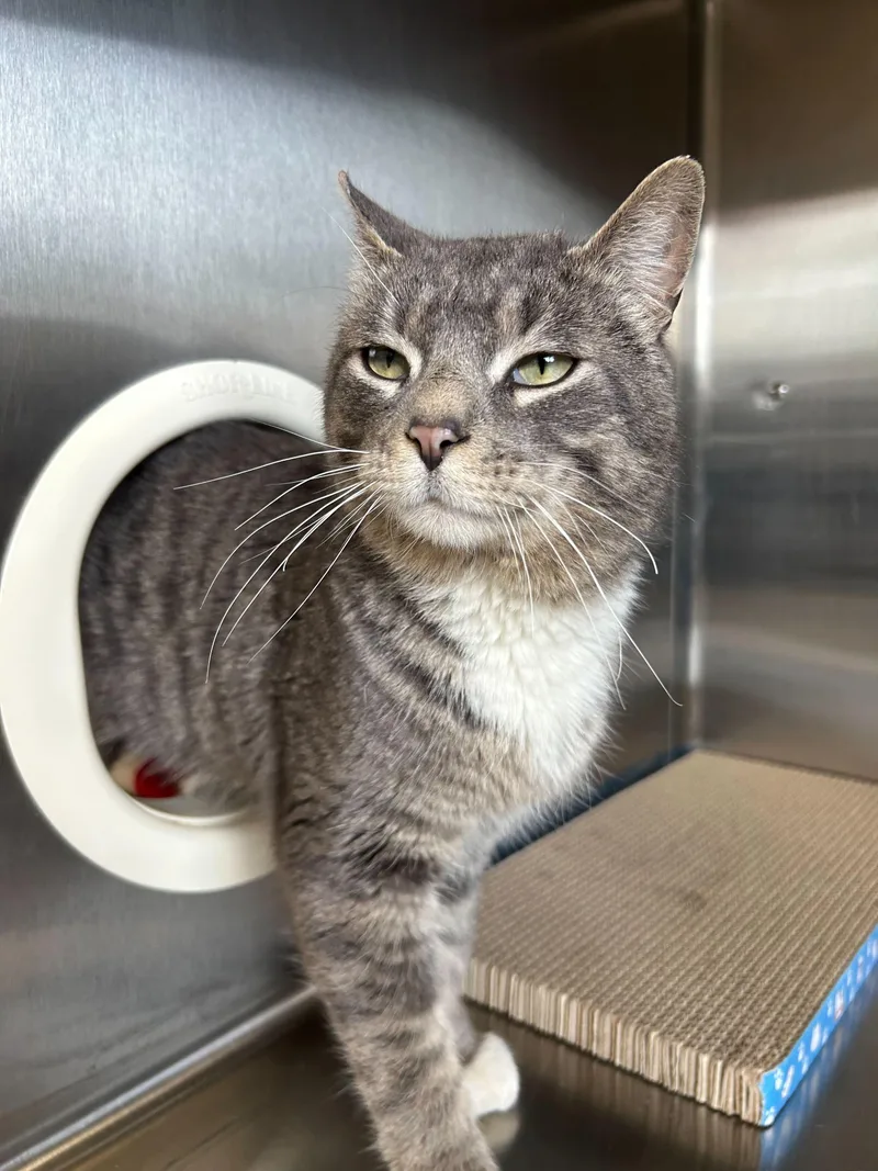 Sir Isaac Mewton thumbnail 3