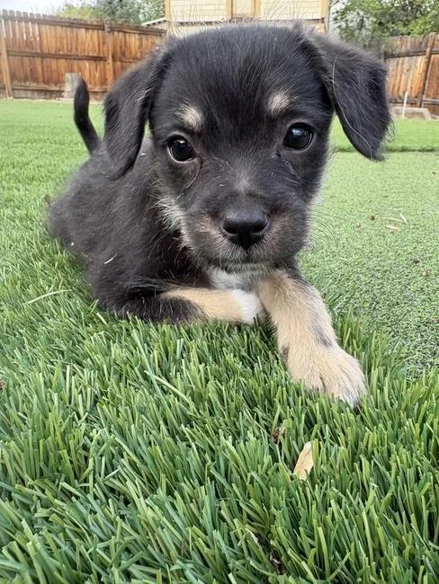 A young small-sized male Chihuahua dog named Martin Necas for adoption in Denver, CO