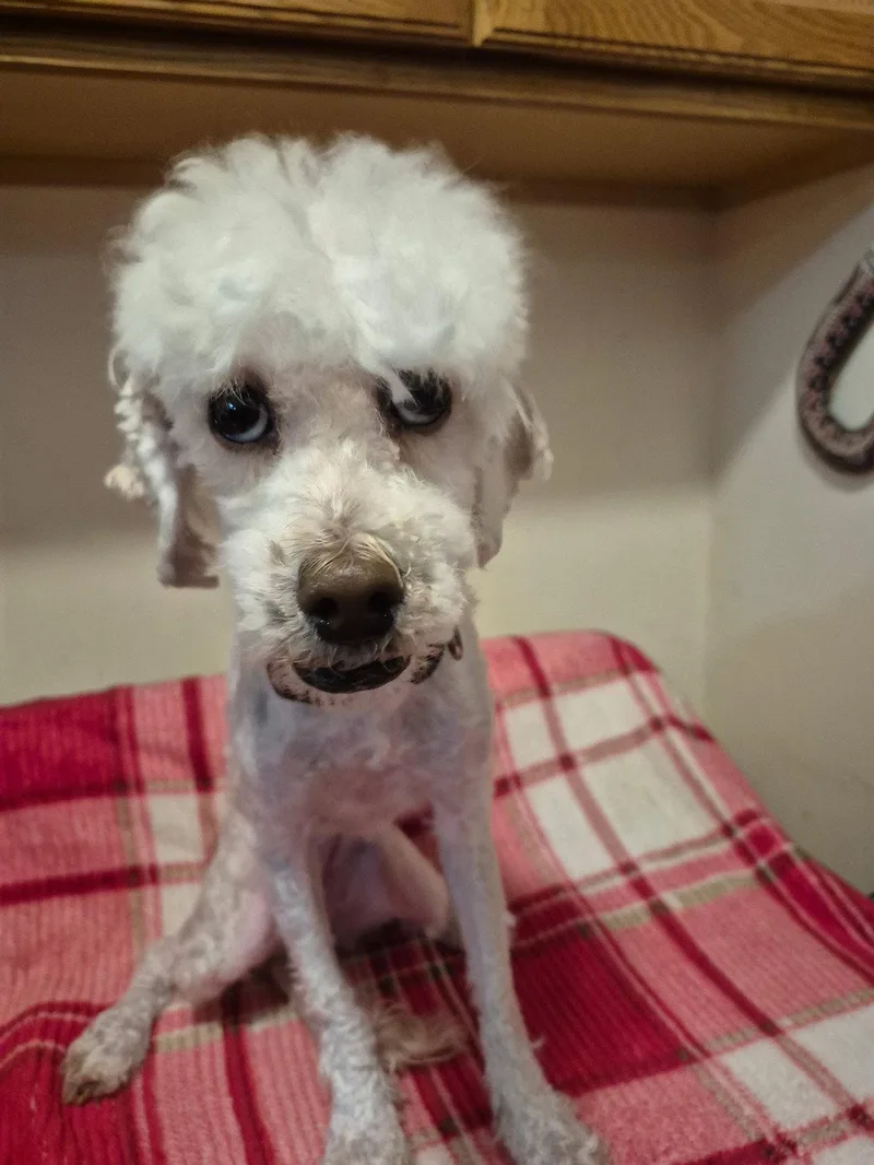 Butter Ca  Just thumbnail 2