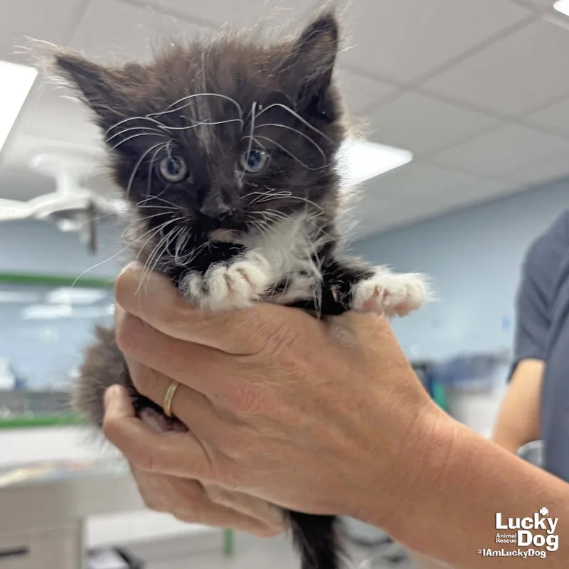 A baby medium-sized male Domestic Long Hair cat named Boyy for adoption in Washington, DC