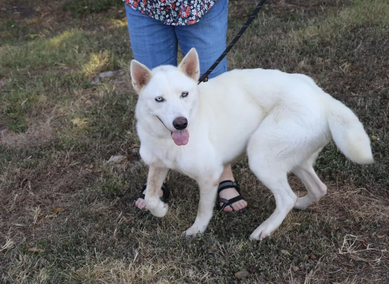 Husky Loreta