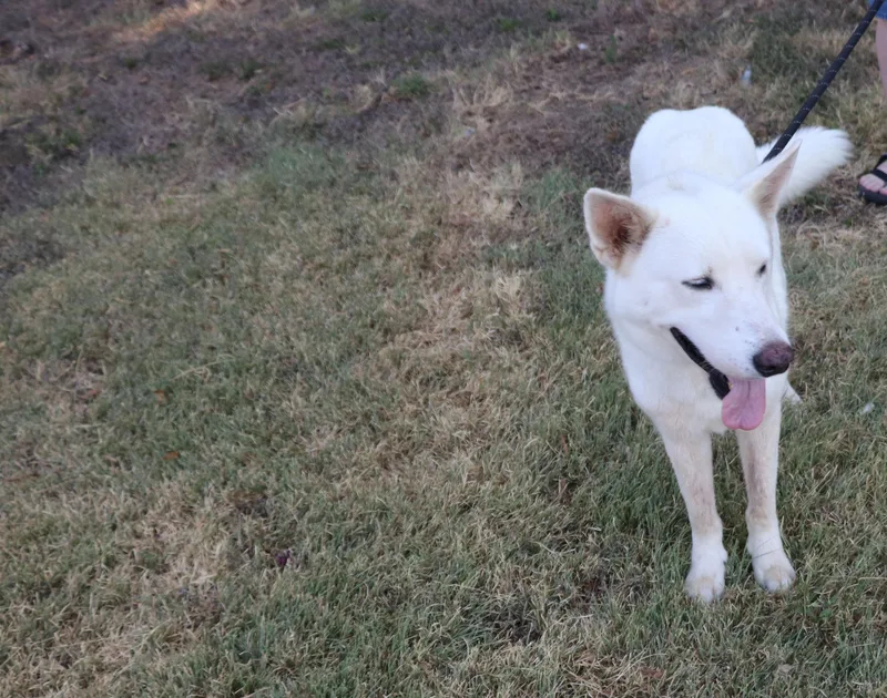 Husky Loreta thumbnail 2