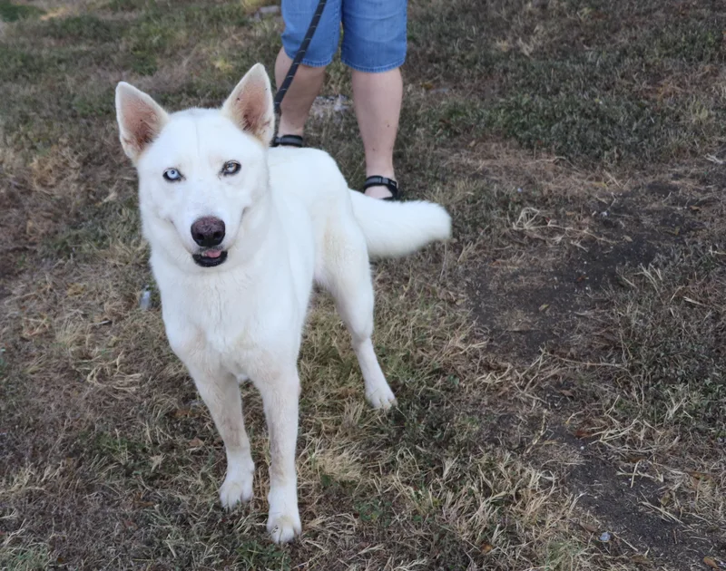 Husky Loreta thumbnail 3