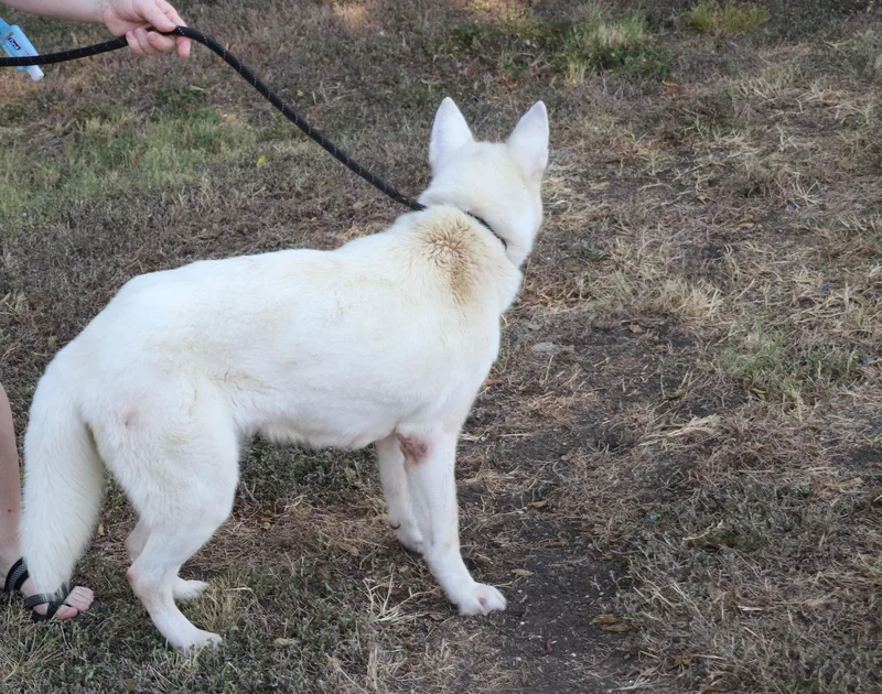 Husky Loreta thumbnail 4