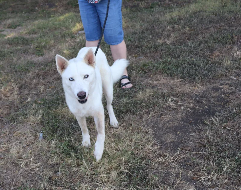 Husky Loreta thumbnail 5