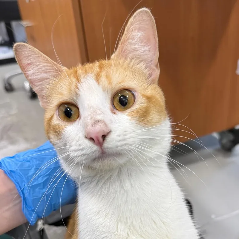A baby medium-sized male Orange / Red Domestic Short Hair cat named Creamsicle for adoption in Newark, NJ