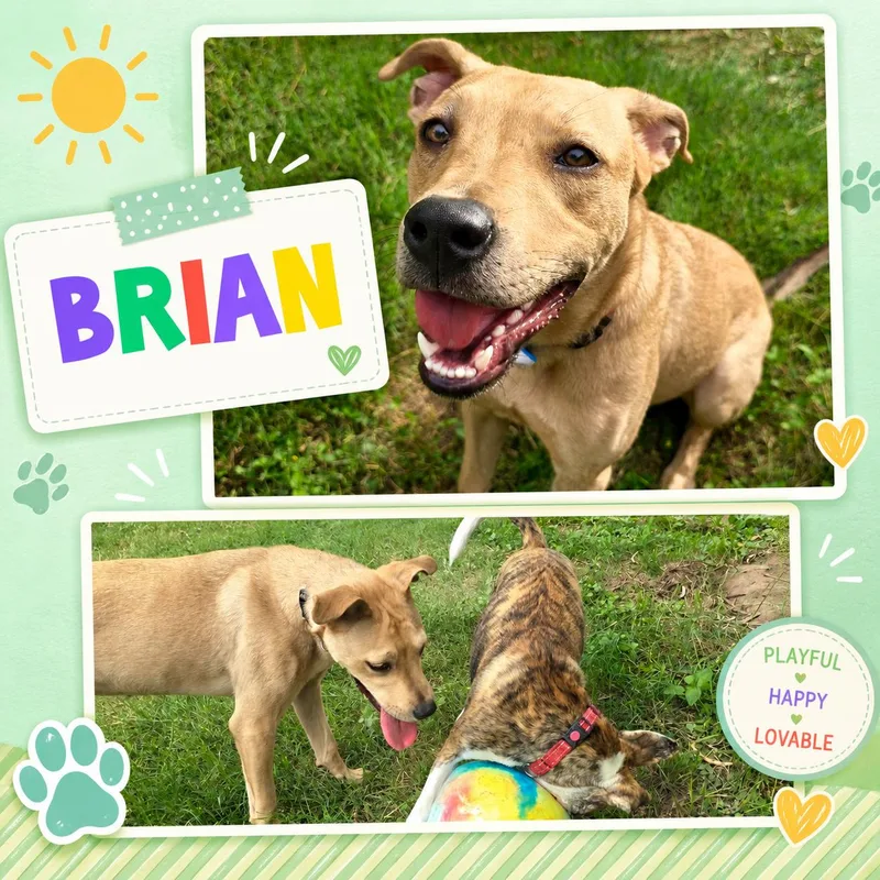 Brian thumbnail 3